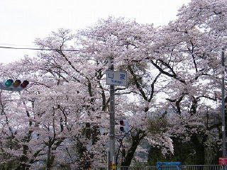 山家駅近く満開の桜並木