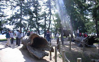 台風で倒木した松の木のオブジェ